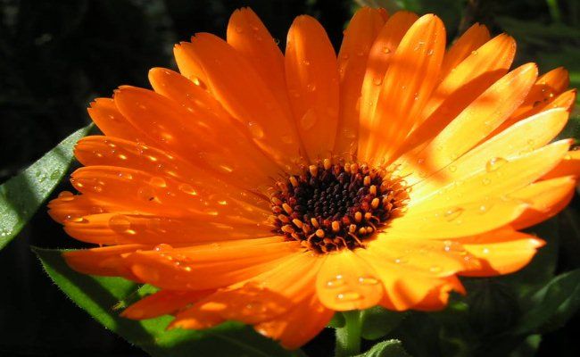 Calendula (Souci) Fleurs