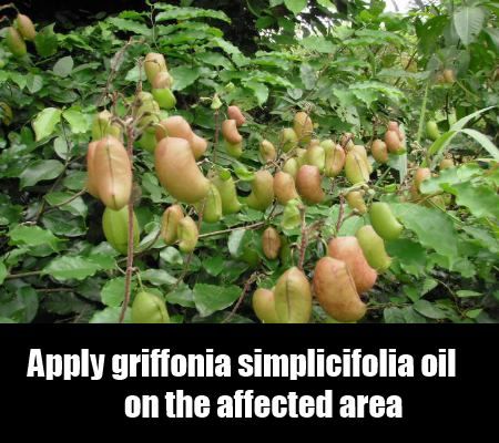 Griffonia Simplicifolia