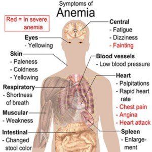 12 Des remèdes naturels pour l'anémie