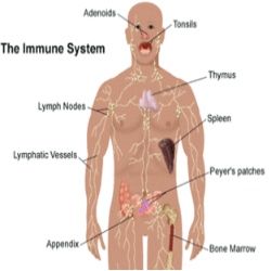 Forte immunité