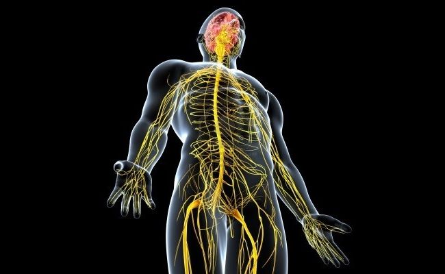Fonctions nerveux et musculaire