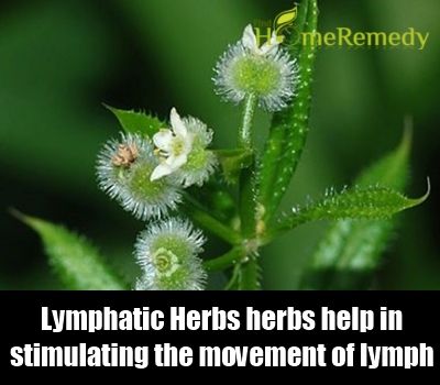 Lymphatiques Herbes