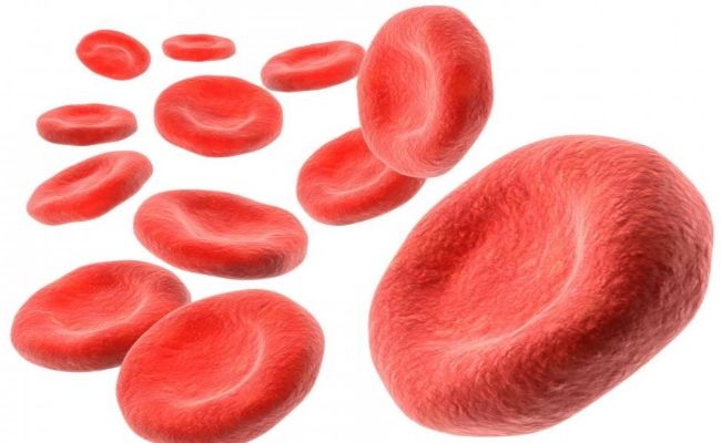 Augmenter la production de l'hémoglobine