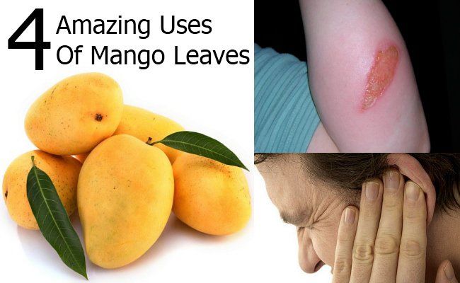 Utilisations incroyable de Mango Leaves