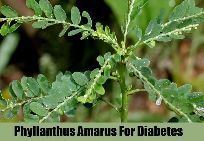 Phyllanthus Amarus