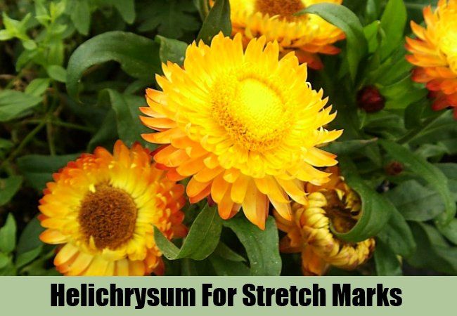 Helichrysum