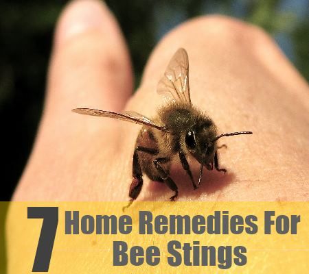7 Home Remedies Pour Bee Stings
