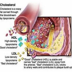 Taux De Cholestérol Élevé