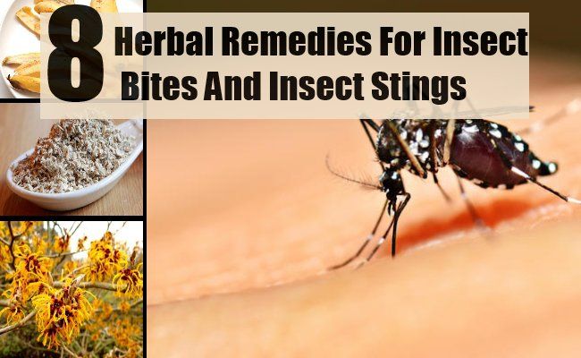 8 meilleurs remèdes pour les piqûres d'insectes et les piqûres d'insectes