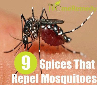 9 Différents types d'épices qui repoussent les moustiques