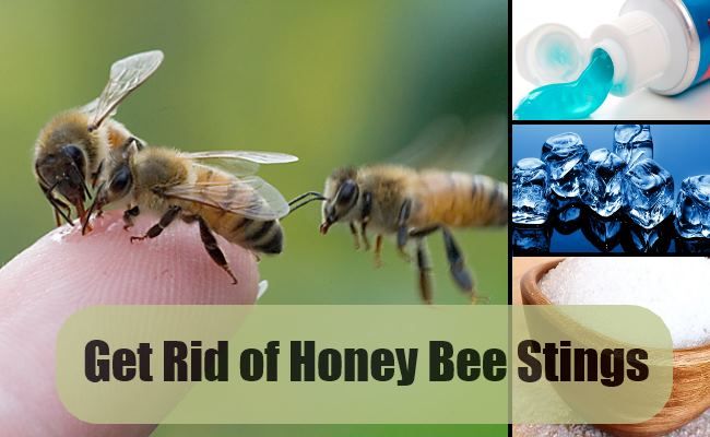 Débarrassez-vous de miel piqûres d'abeilles avec des remèdes simples
