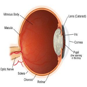 Cataracte cure