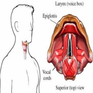 Comment traiter une laryngite