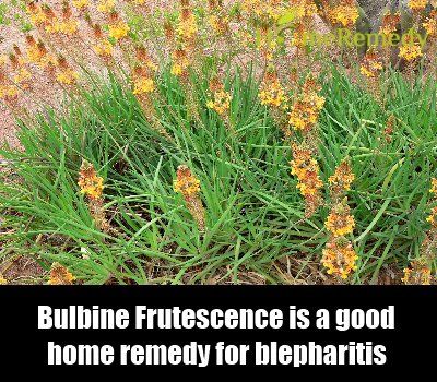 Bulbine Frutescence