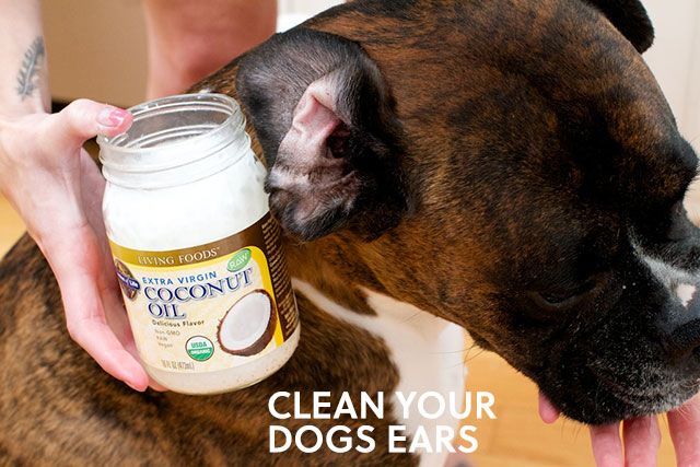 nettoyer vos oreilles des chiens