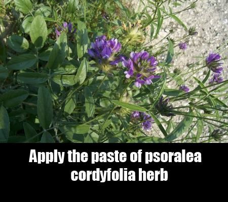 Psoralea Cordyfolia
