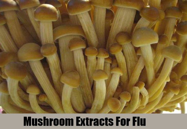 Mushroom Extraits