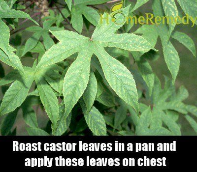 Castor feuilles