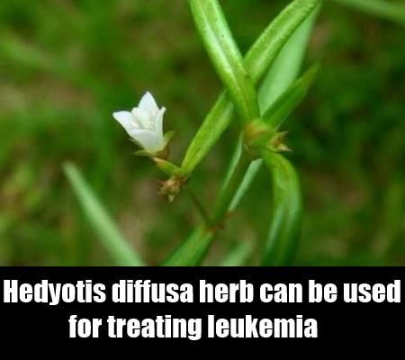 Hedyotis diffusa