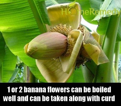 Banana Fleur