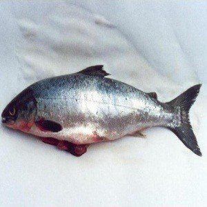poissons de saumon, riche en vitamine D