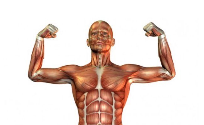 la réparation des muscles et de la construction