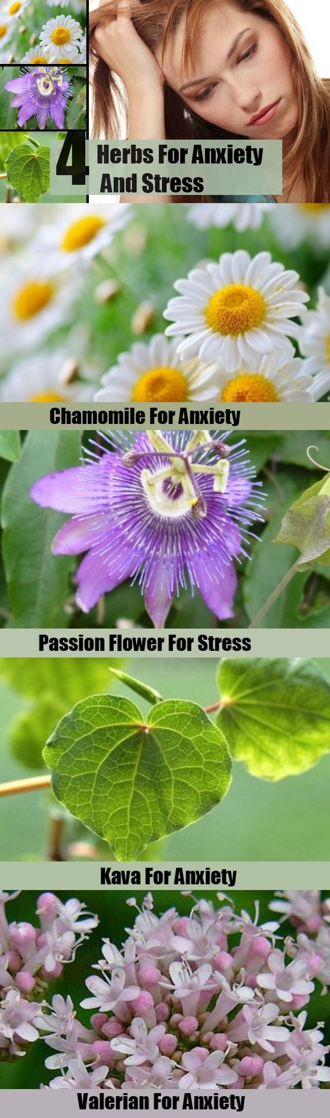 4 herbes pour l'anxiété et le stress