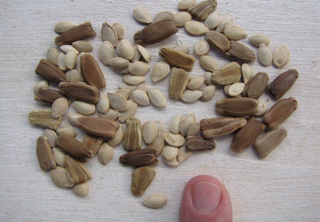Cucurbita pepo Seeds