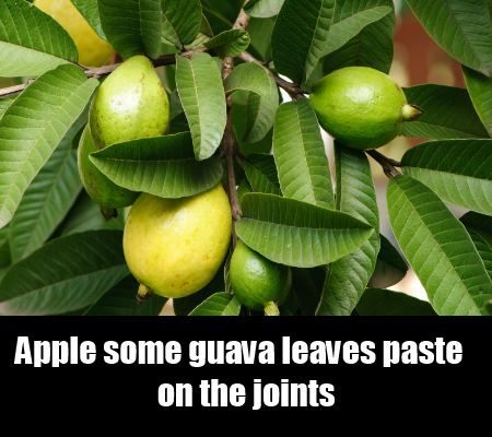 feuilles de goyave