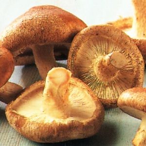 champignons shiitake