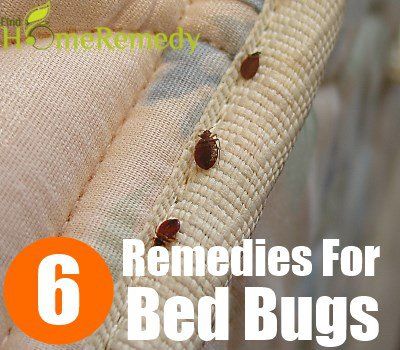 6 Les remèdes maison pour enlever les punaises de lit de votre maison