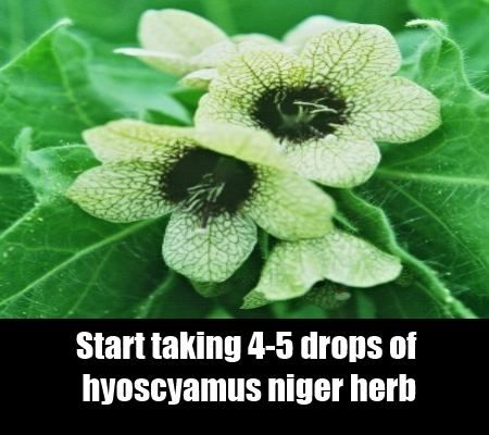 Hyoscyamus Niger