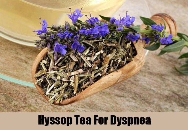 Hysope thé