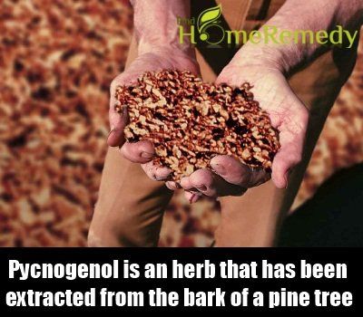 Pycnogenol