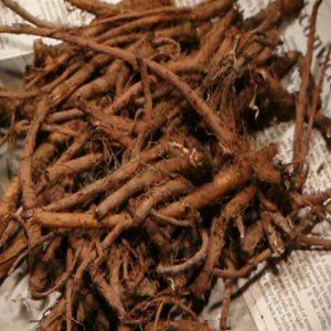 Pissenlit Roots
