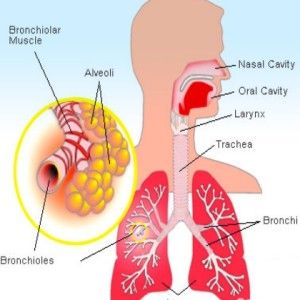 Comment traiter la bronchite