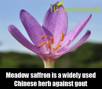 Meadow Safran