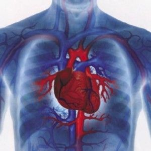 Remède régime recommandé pour les maladies cardio-vasculaires