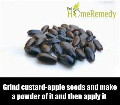 Custard-pomme Seeds