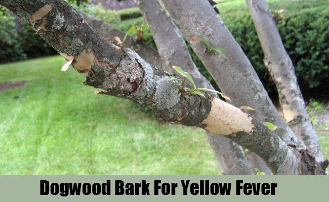 Dogwood Bark