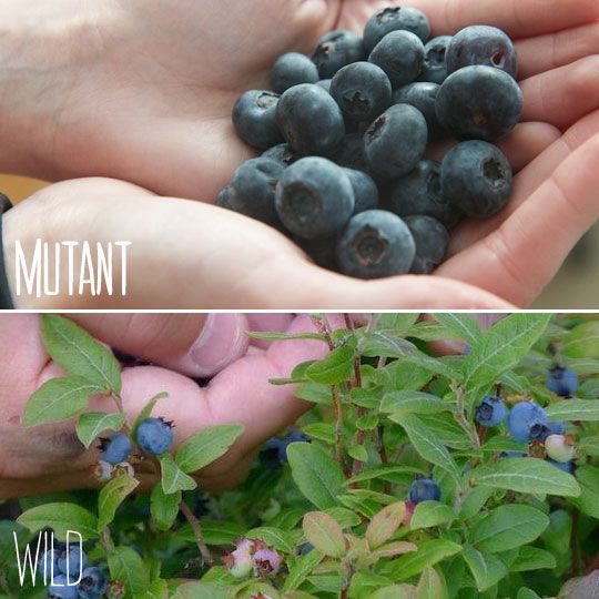 Pourquoi mangeons-nous encore des fruits mutant?