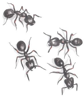 5 façons de se débarrasser des fourmis naturellement sans les tuer