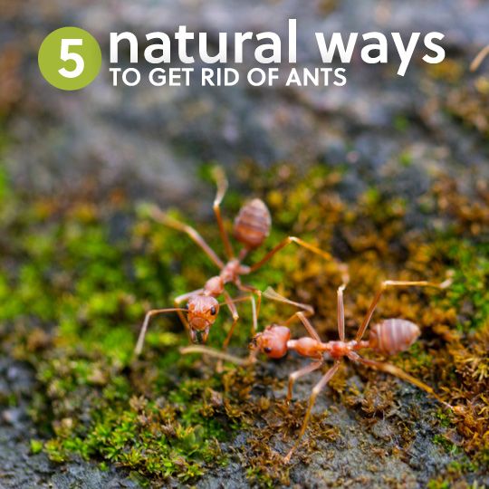 Débarrassez-vous des fourmis naturellement sans l'utilisation de produits chimiques. Gardez vos animaux de compagnie en toute sécurité par l'absence de tueur de fourmis toxiques ...