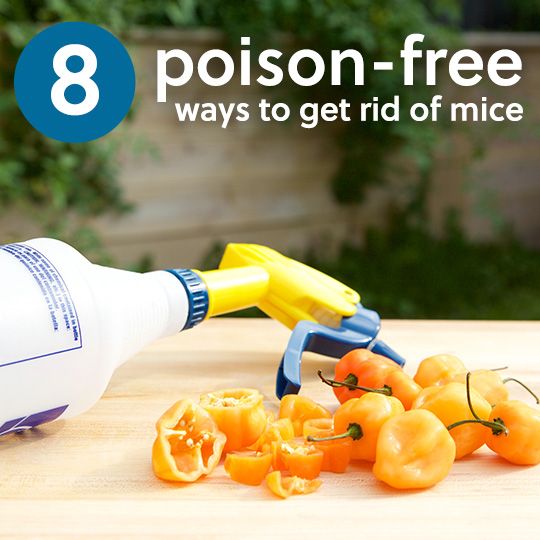 Il n'y a aucune raison d'utiliser des poisons cruels pour se débarrasser des souris! Voici 8 moyens efficaces pour faire face à des souris, sans utiliser poison et pièges inhumain.