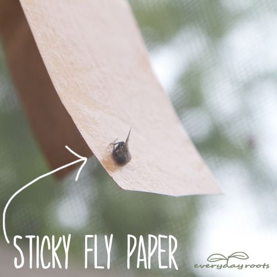 Post-it simple maison Fly Paper Trap-, efficace et moyen facile de se débarrasser des mouches.