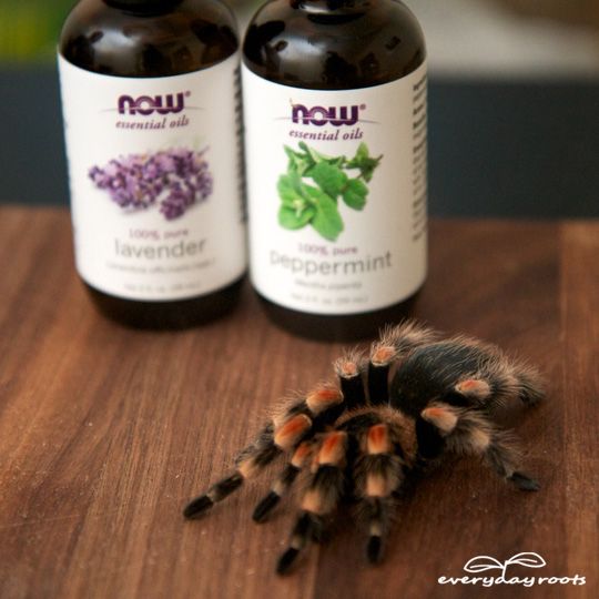 Comment garder les araignées hors de votre maison avec des huiles essentielles