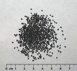 basilic, sabja ou tukhmaria semences